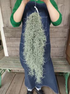 ボリューム大のお得なスパニッシュモス入荷