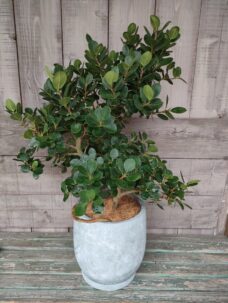 大田区田園調布にお届けした御祝いの観葉植物