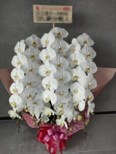 品川区勝島にお届けした胡蝶蘭白5本立