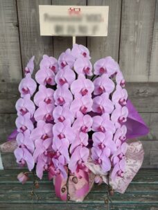 渋谷区千駄ヶ谷の開店御祝いにお届けしたピンクの胡蝶蘭