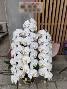 世田谷区等々力「鳥品」様宛にお届けした開店御祝いの胡蝶蘭