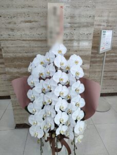 世田谷区三軒茶にお届けした胡蝶蘭　就任の御祝いに。