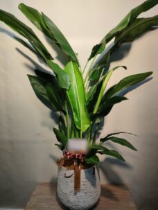 GolfBarの開店御祝いにお届けした観葉植物