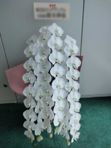 大臣就任の御祝で議員会館にお届けした胡蝶蘭　当選祝いにも