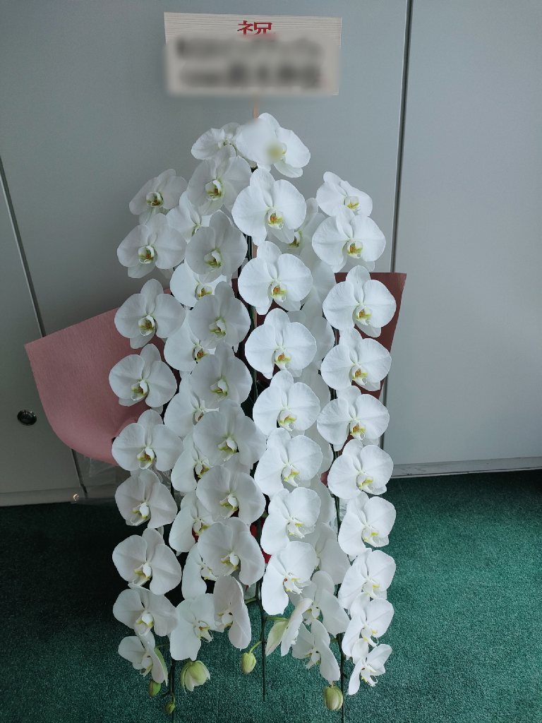 組閣の御祝 胡蝶蘭
