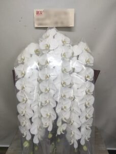 神宮前にお届けした移転御祝いの胡蝶蘭　ビニールカバーは外してお届け