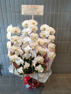 品川区にお届けした就任御祝の胡蝶蘭　白色5本立ち