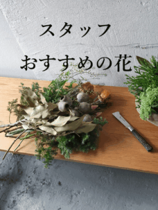 花屋が選ぶ”間違いない贈り花”　-季節のおすすめをお届けします-（個人のお客様向け）