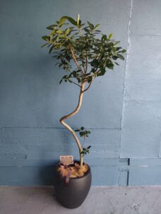 観葉植物「フランスゴムの木」を青山の事務所にお届け