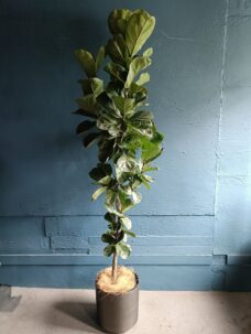 結婚お祝いに観葉植物をお届け